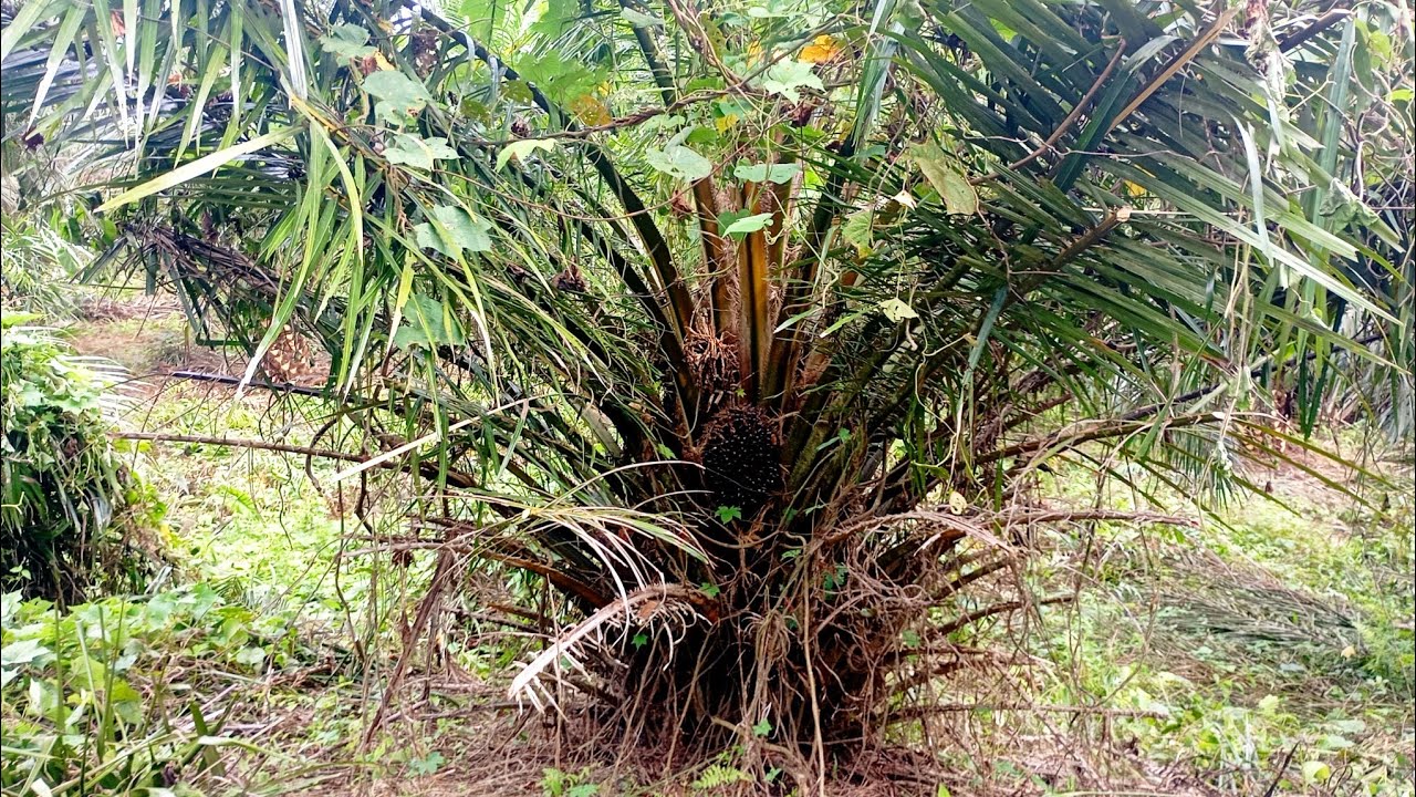 jadi mudah di pruning setelah membersihkan gulma yang menyelimuti