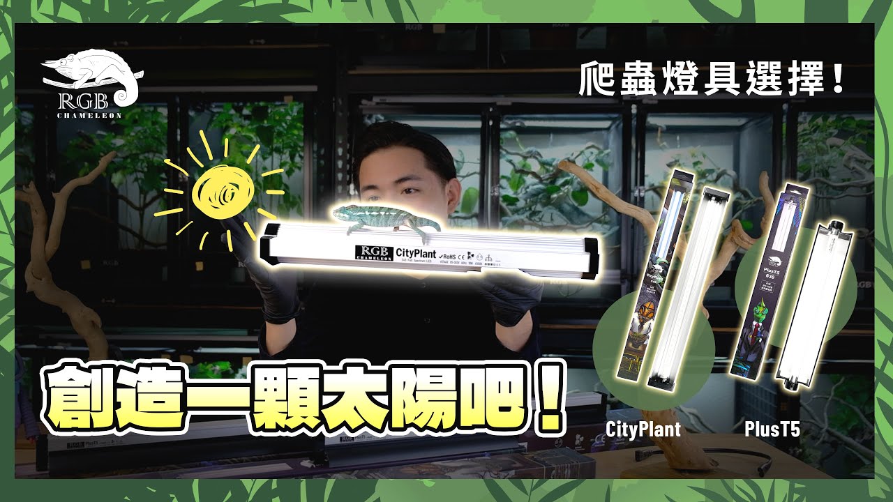 【變色龍教戰手冊】#2 飼養燈具選擇！室內仿照陽光？變色龍能感應紫外線！爬蟲紫外線燈！全光譜植物燈 #PlusT5 #CityPlant
