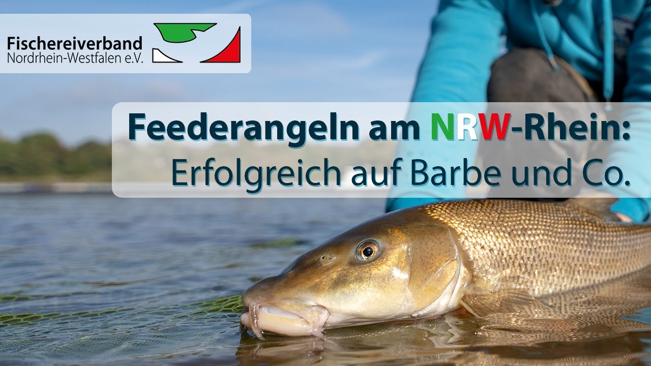 Feederangeln am NRW-Rhein: Erfolgreich auf Barbe und Co.