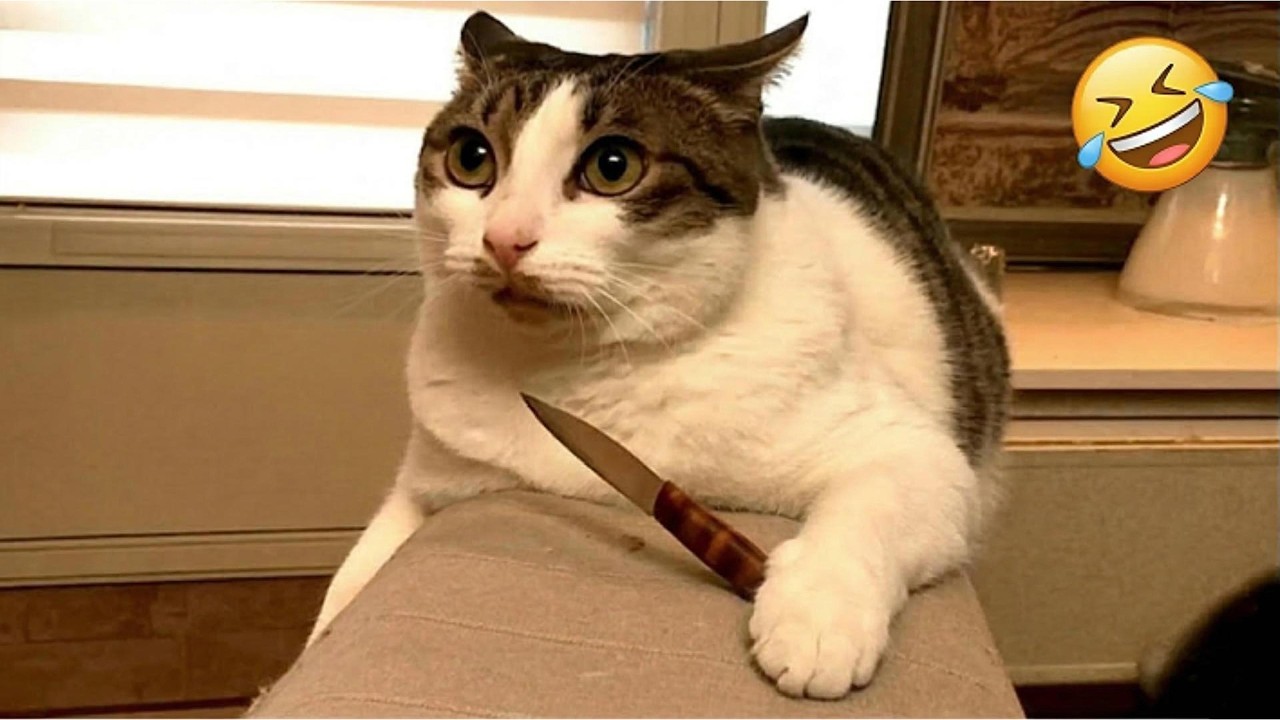You Laugh You Lose 😹 Funniest Cats 2026 🤣