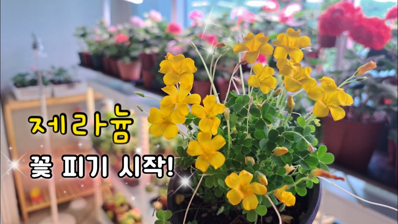 가을 속 작은 봄, 제라늄이 미소 짓습니다 / 베란다 정원 