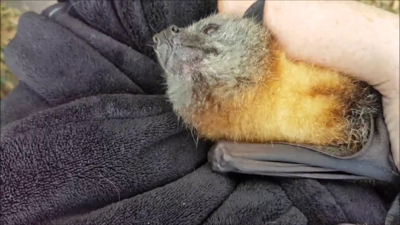 Senior flying-fox, Gelert