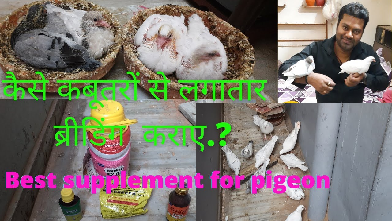 कैसे Kabutaro से लगातार Breeding करवाये? | Best breeding medicine for pigeons and birds | #pigeon