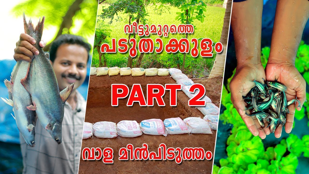 Padutha Kulam Malayalam |  Vaalameen Pidutham | പടുതാക്കുളത്തിലെ മീൻ പിടുത്തം | മീൻ കൃഷി