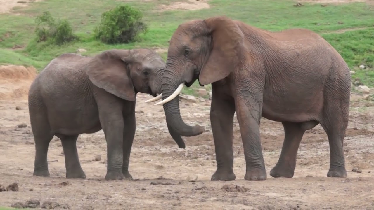 A long look at Elephants part 1