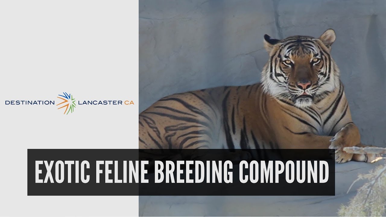 Exotic Feline Breeding Compound | Destination Lancaster