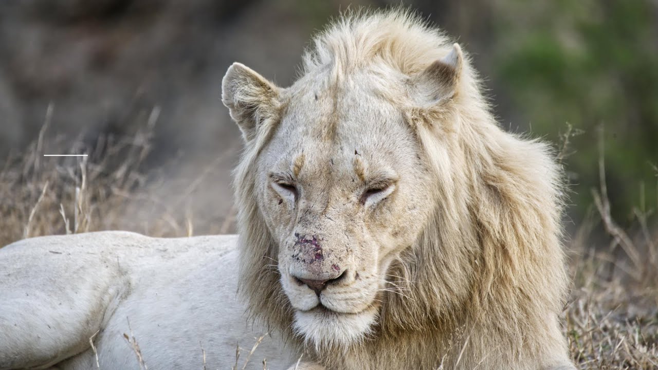 Incident Report Two of the Three Wild White Lions