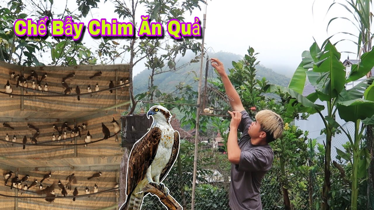 Lên Nhà Lụp Thủ Choáng Với Bộ Sưu Tập Hơn 50 Chiến Binh | Dân Tộc Tây Bắc Tv