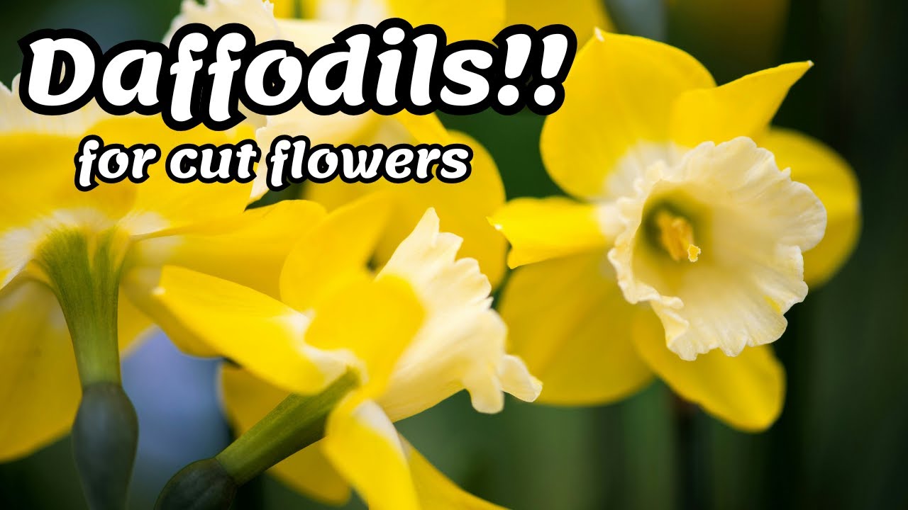 Planting Fall Daffodils for 2026 Cut Flowers
