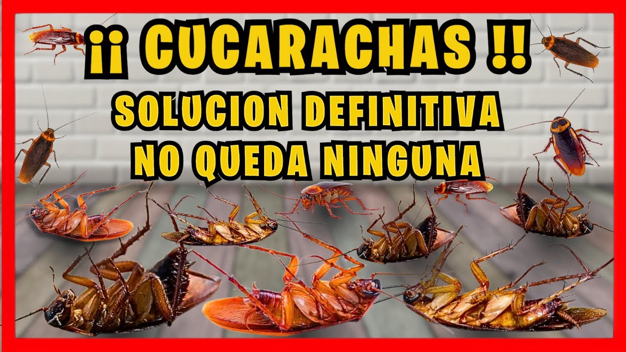 VENENO CASERO DEFINITIVO ¡¡ para ELIMINAR -TODAS- las CUCARACHAS | Gio de la Rosa