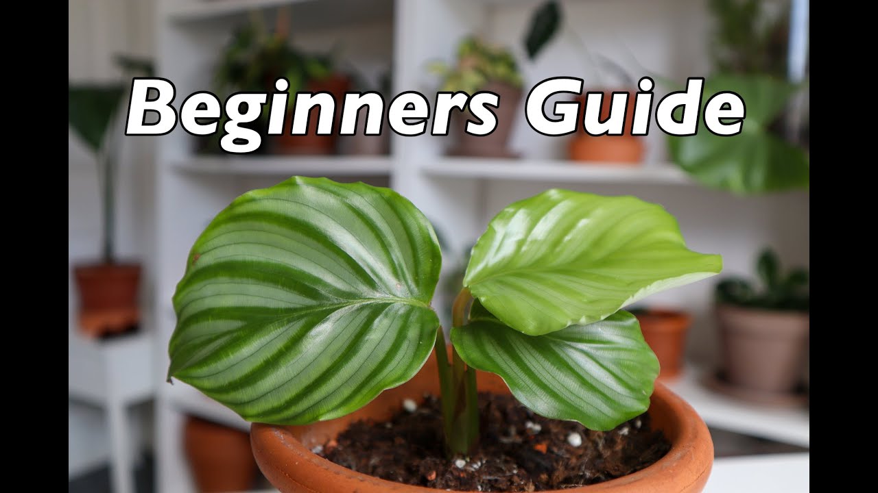 Calathea Orbifolia Care Guide For Beginners - Goeppertia Orbifolia Tips