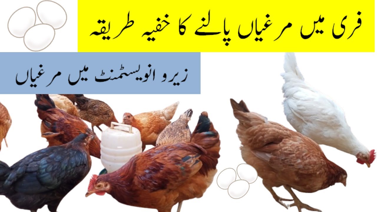 Learn How to Raise Chickens for Free | Free of Cost Murgia Palna Sekho