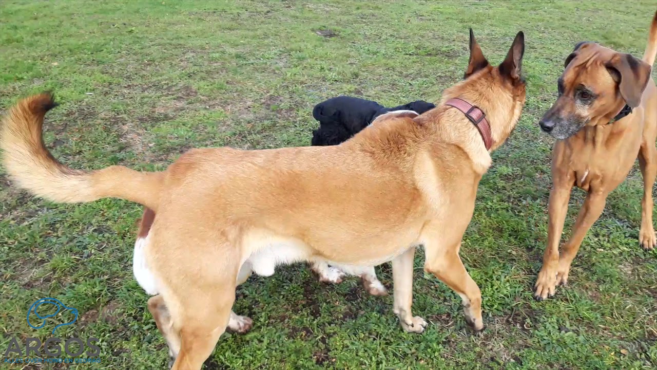Stress en spanning bij honden - deel 2