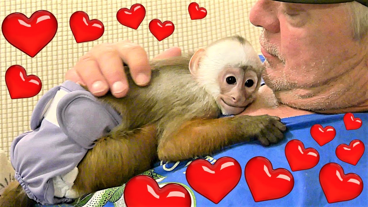 💗Baby Monkey Ava Spends Time With Daddy!💗 | Bottle, Playtime, Sleepy  |  Cinnamon Capuchin