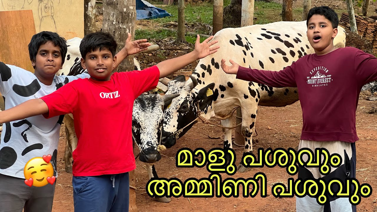 പശുക്കളുടെ വിശേഷം 🤩🐄🐮