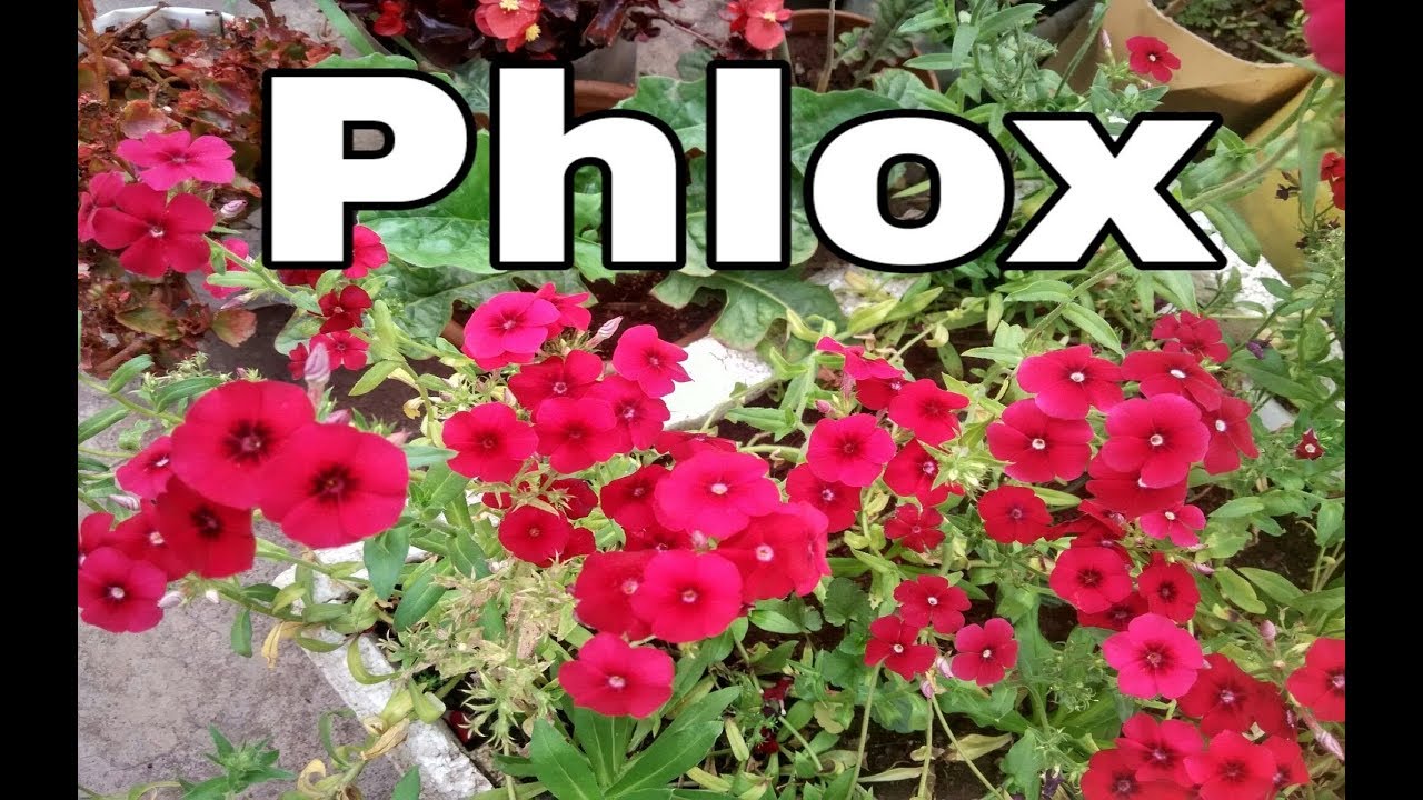 Grow Phlox from Seeds , Full Information , इन तरीकों से उग आएंगे फ्लॉक्स तो खिल जाएगी आपकी बगिया