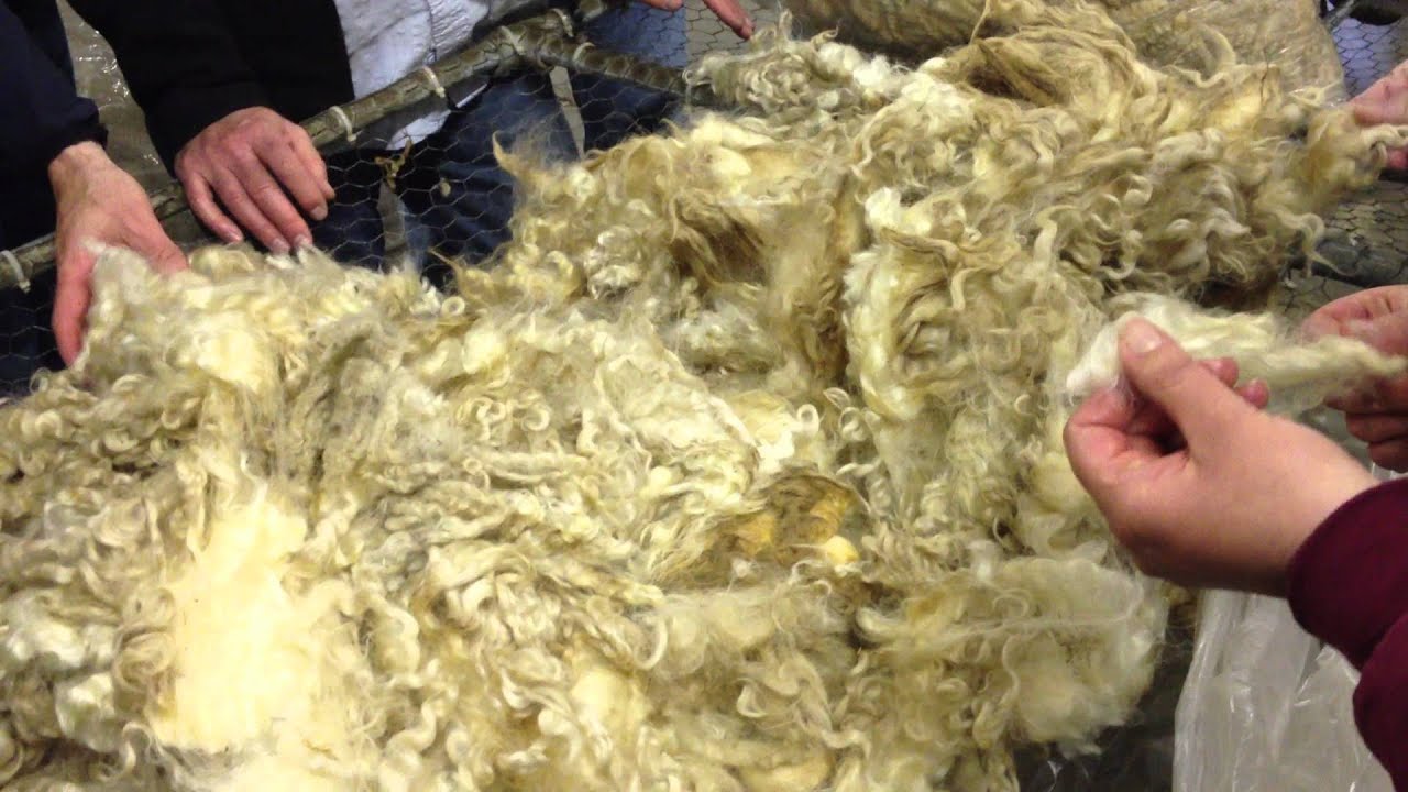 Battenkill Fiber Mill - skirting a Cotswold fleece