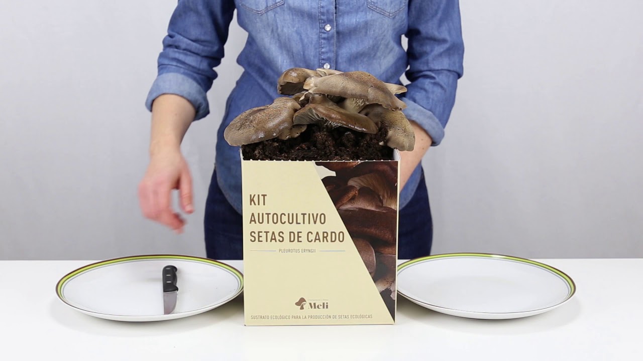 Tutorial para el cultivo de Setas Cardo Negro