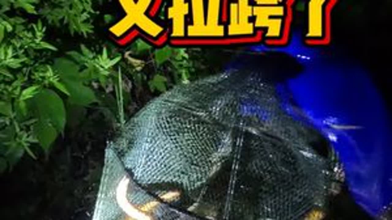 今天又拉跨了，没有达到预期，还需努力呀！ #真实户外 #黄鳝