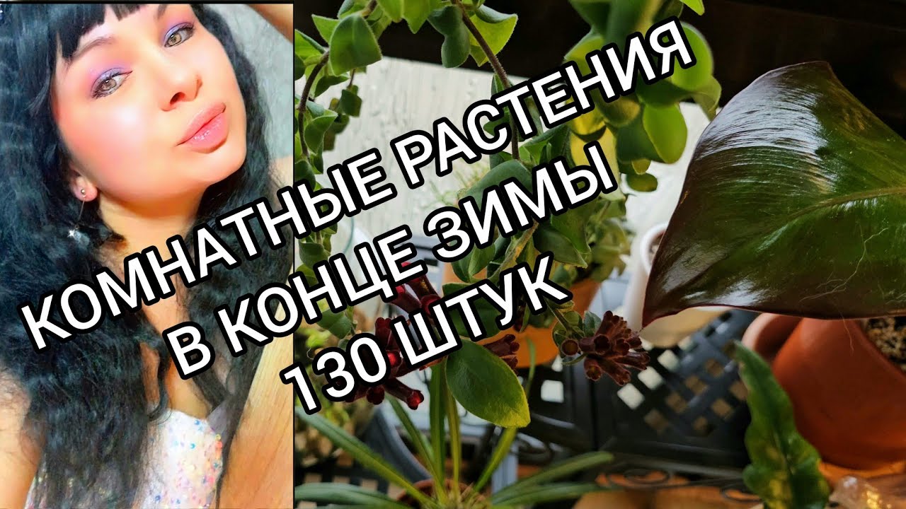 КОМНАТНЫЕ РАСТЕНИЯ В КОНЦЕ ЗИМЫ 2024.#обзор #nature #цветы #влог #растения #