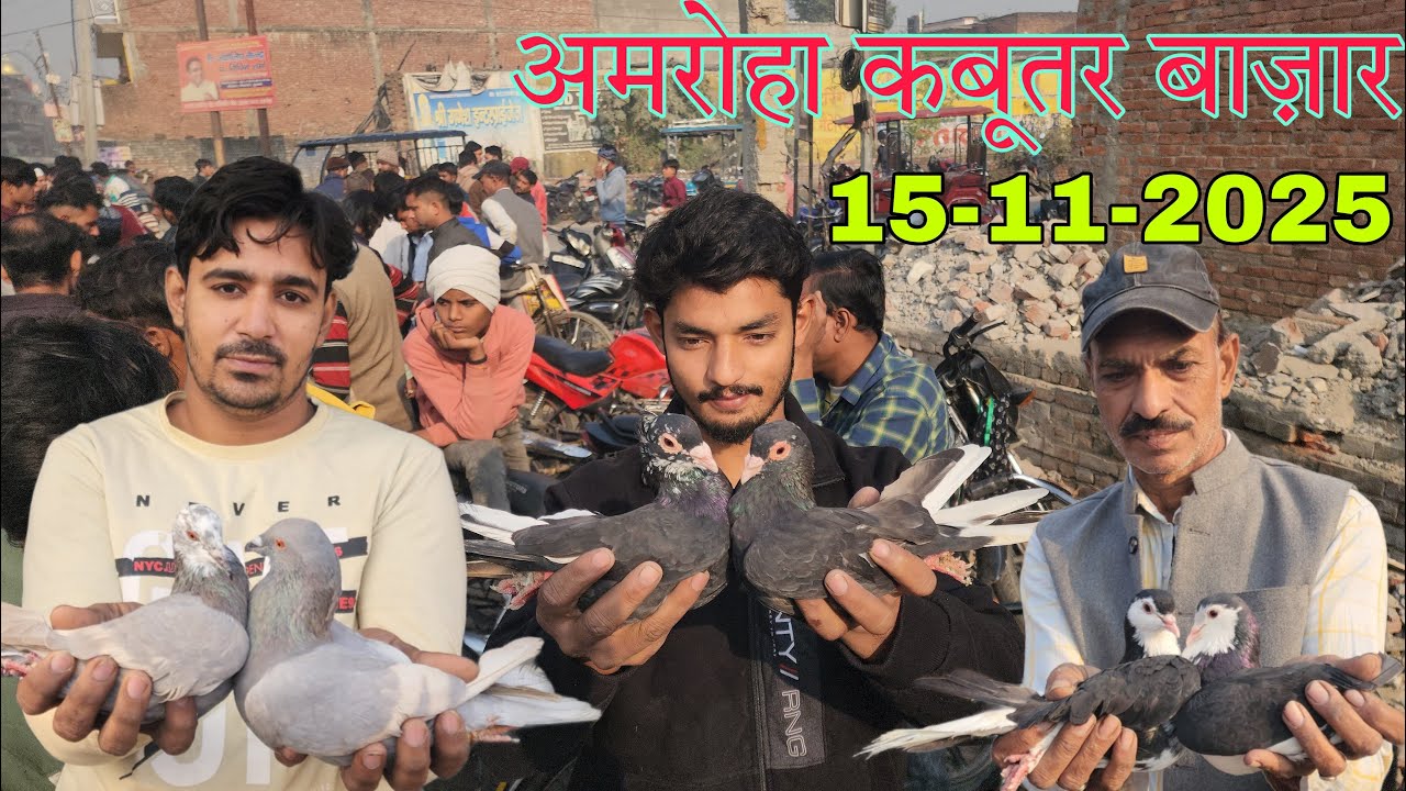 Amroha kabootar market 🕊️ 15-11-2025. अमरोहा कबूतर बाज़ार। Gola kabootar market