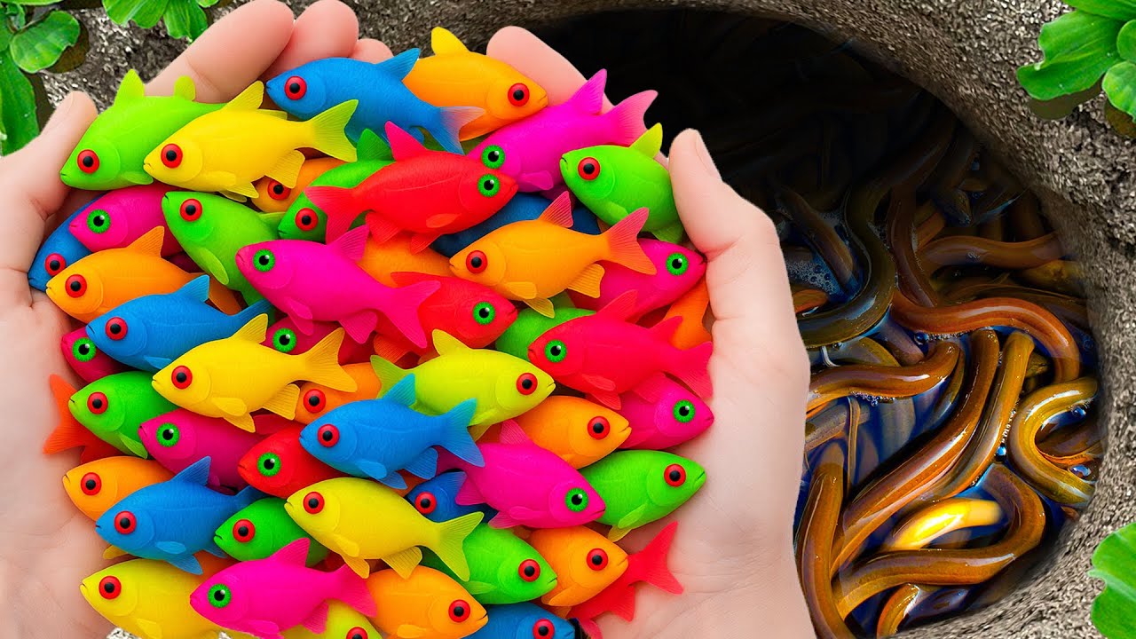 Catch Stunning Freshwater Aquarium Fish in Small Pond, Neon Blue Guppy, Carp, Turtle, Diamond Fish