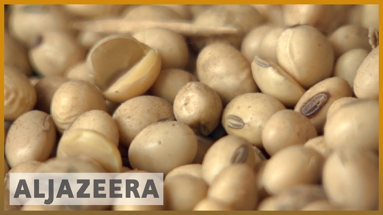 🇧🇷 Brazil soy farmers fear end of US-China trade war | Al Jazeera English
