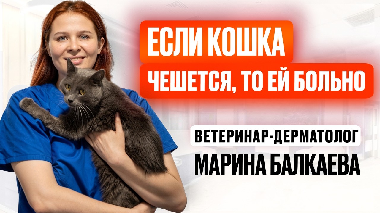 Как сделать, чтобы кошка не чесалась | Интервью с дерматологом