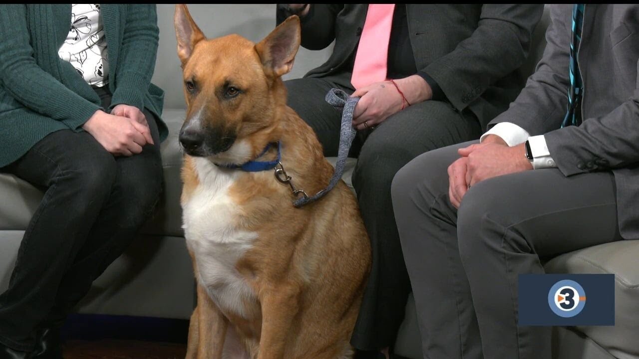 Meet the Pet of the Week: Jaxx