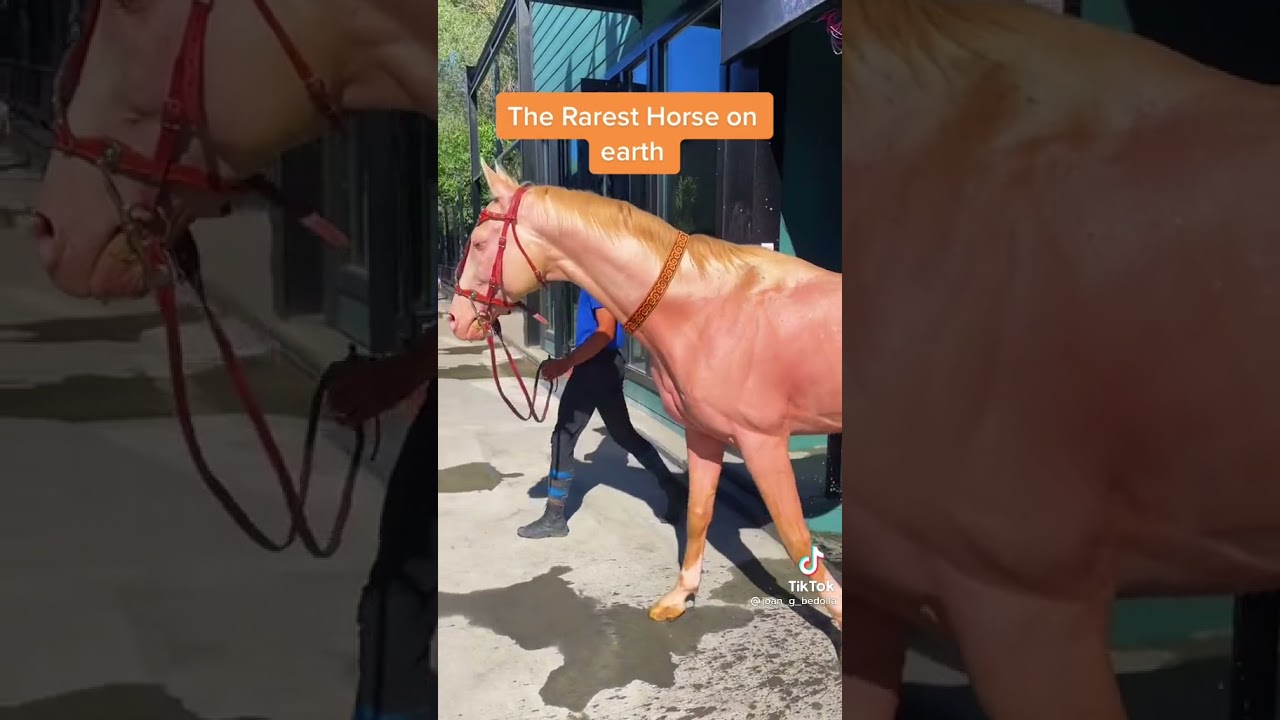 Rarest horse in the world the Akhal teke horses