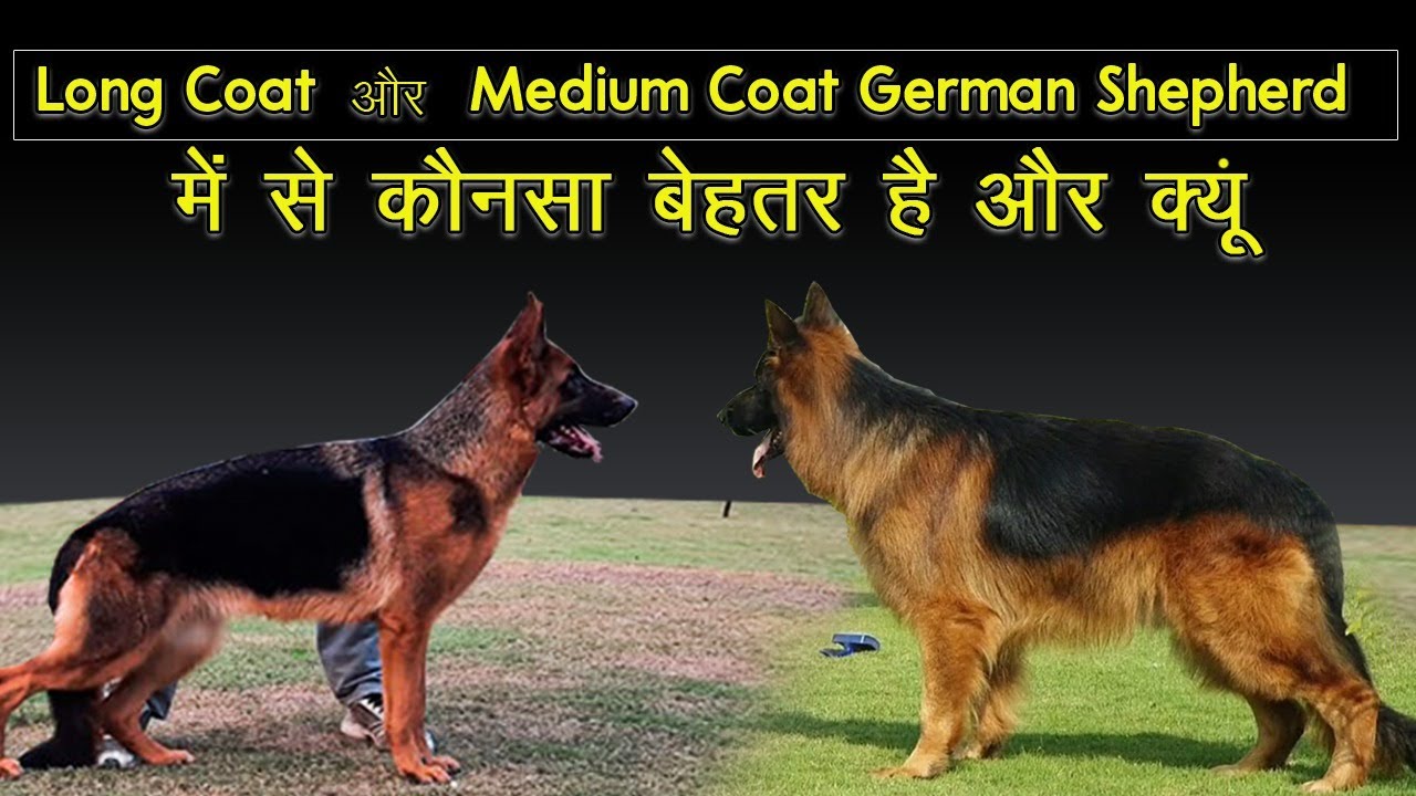 Long Coat German Shepherd vs Medium Coat German Shepherd Puppy Dog (Breed Info and Comparison) | GSD
