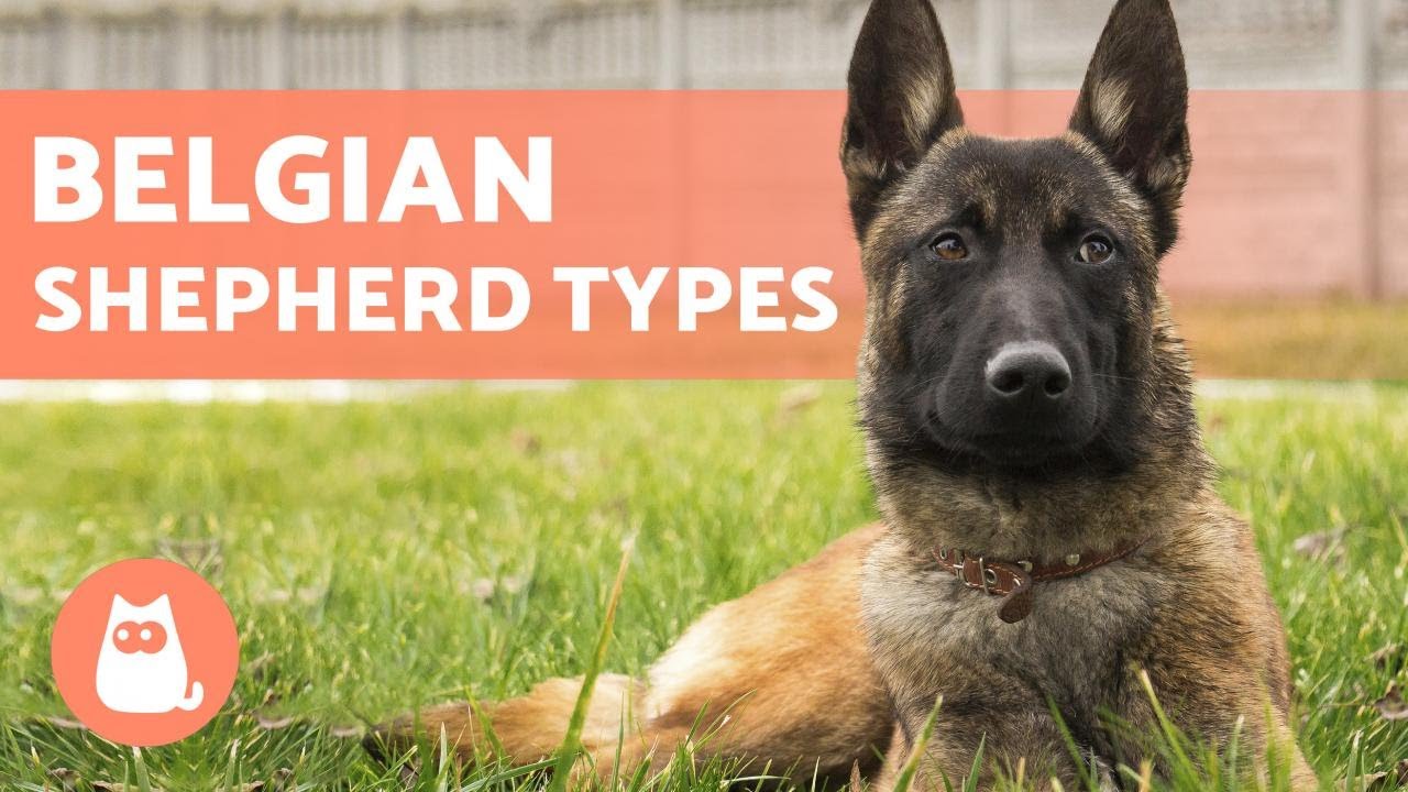 TYPES OF BELGIAN SHEPHERD - Names and Information