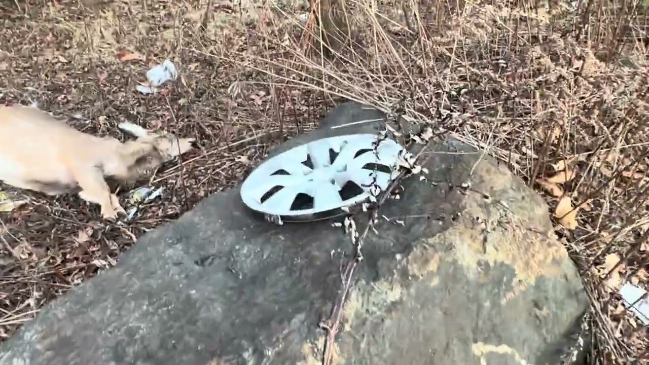 2014-2016 Toyota Corolla Hubcap find!!!!!