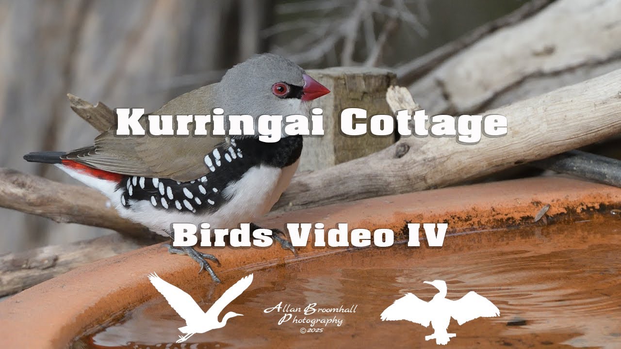 Kurringai Cottage - Birds Video IV #birds #australiannativebirds #birdsofaustralia #birdlist