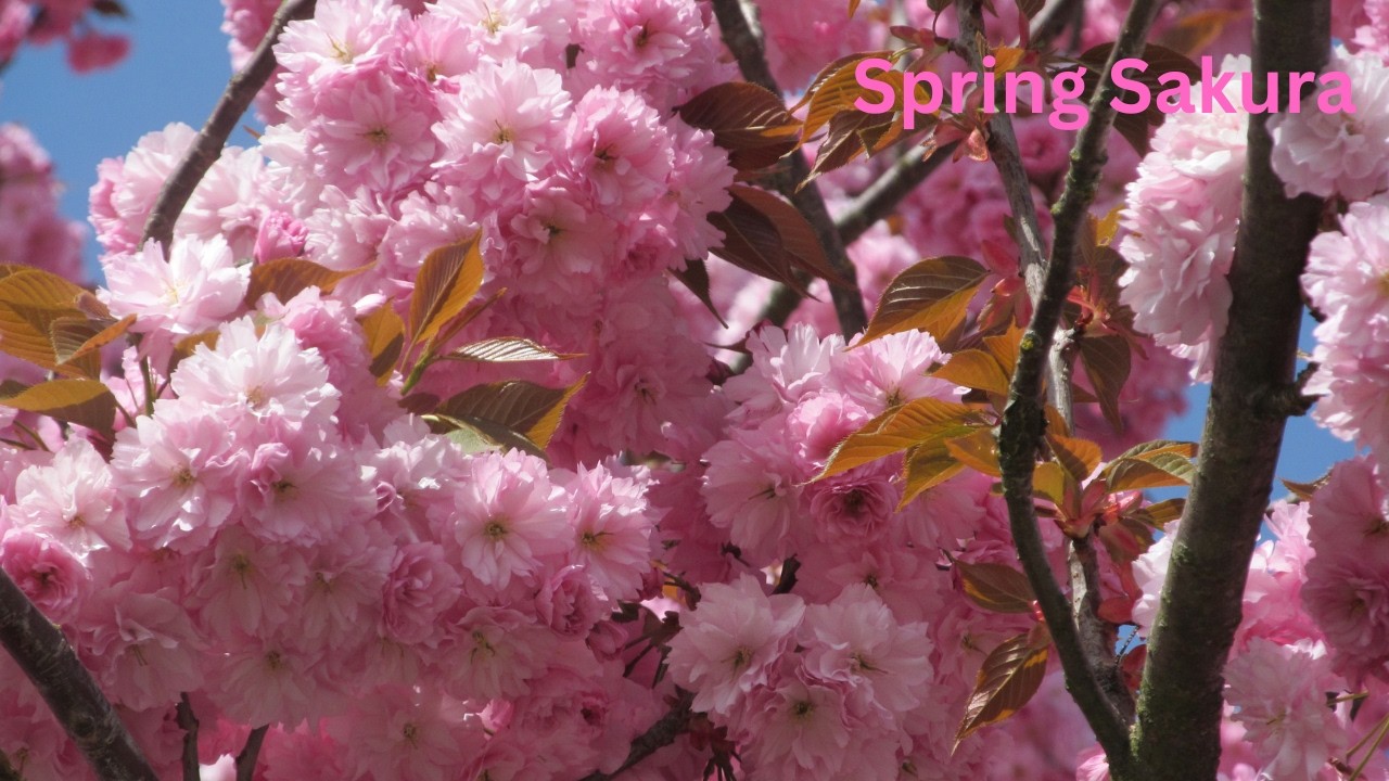 Beautiful Sakura Blossoms 🌸 Spring Nature