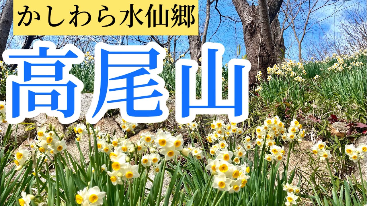 【大阪府　高尾山】水仙が咲き誇る！古墳あり岩場あり見どころたくさん！山頂まで1時間の高尾山278m