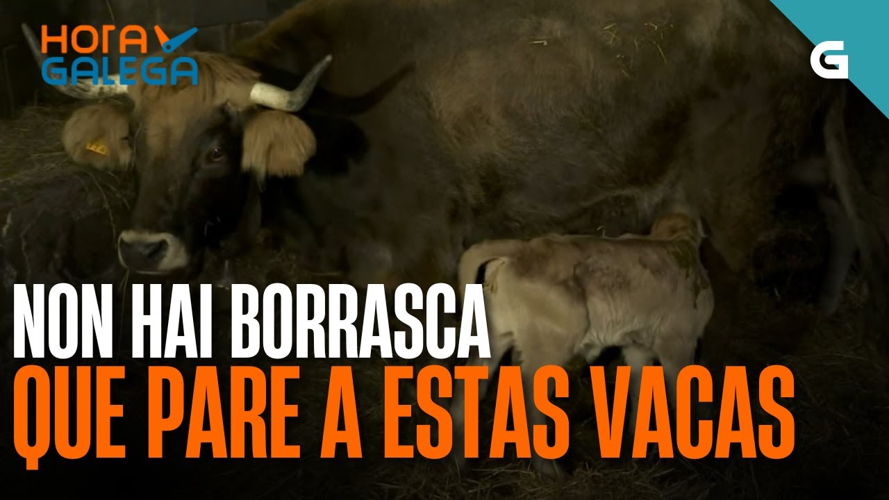 Non hai BORRASCA que PARE a estas VACAS | HORA GALEGA