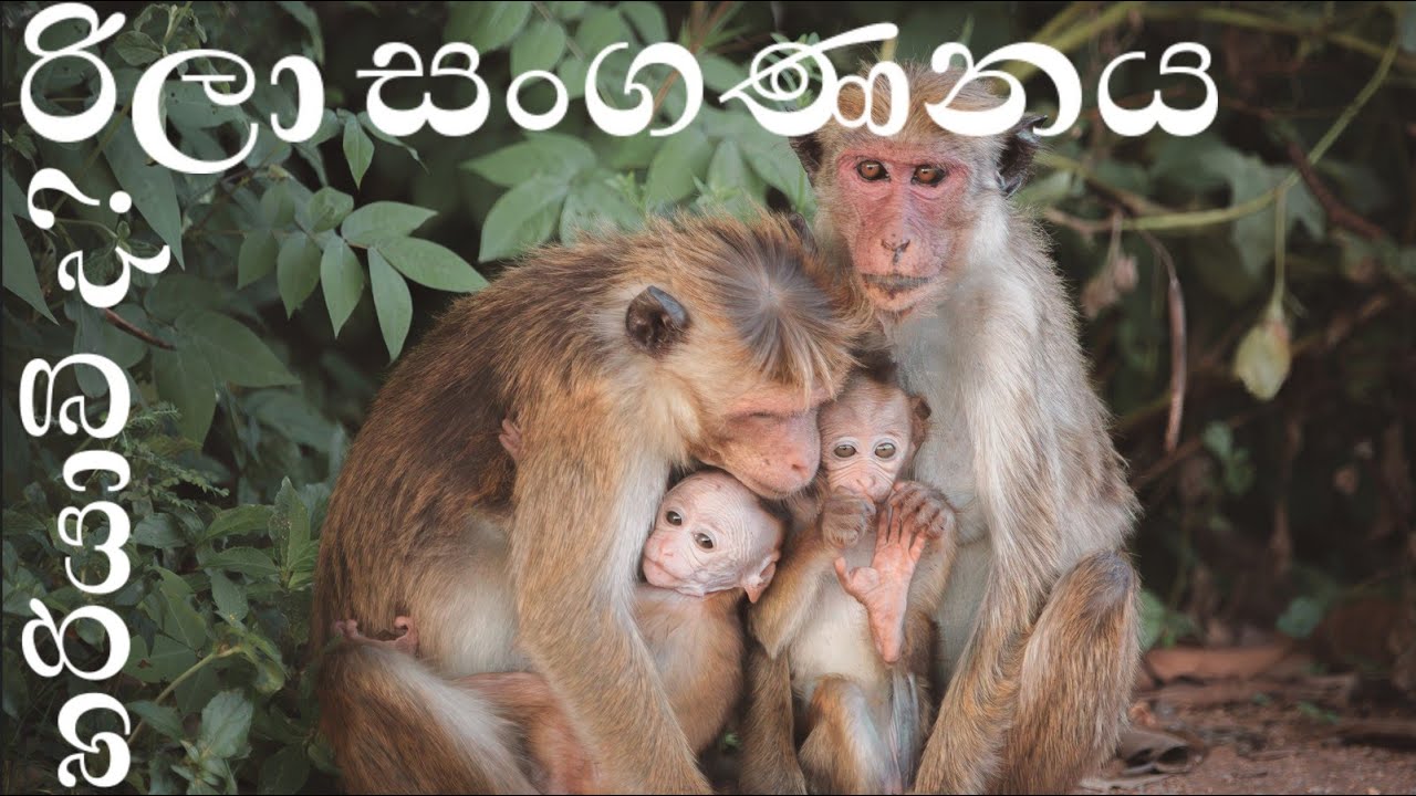 Census of Monkeys in Sri Lanka II Ministry of Agriculture