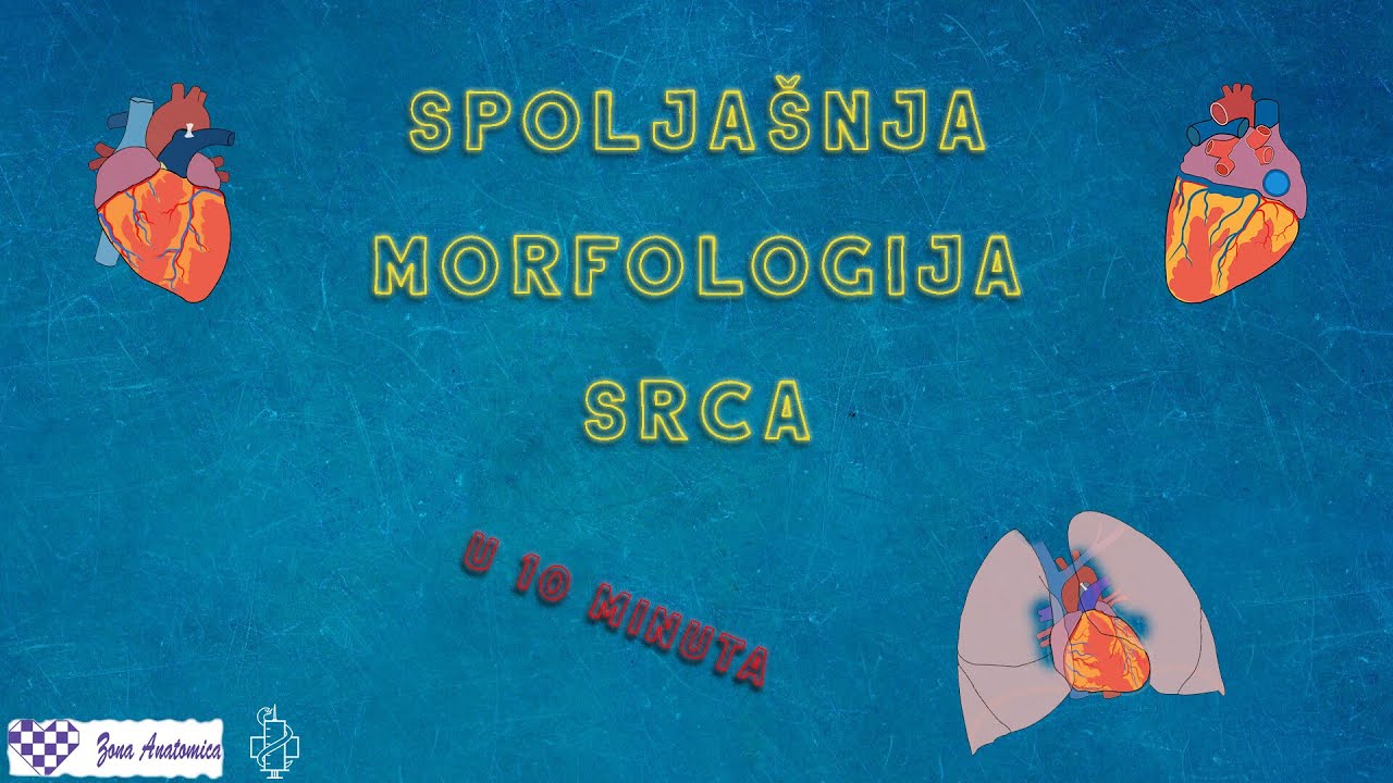 Spoljašnja morfologija srca ( Anatomija ) - Kraća od 10 minuta