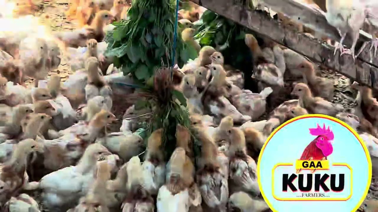  UFUGAJI | TUNAFUNDISHA KWA GARAMA NAFUU KILA KITU NA CHANJO ZOTE KWA SHILINGI100,000 TU.LAKI 1