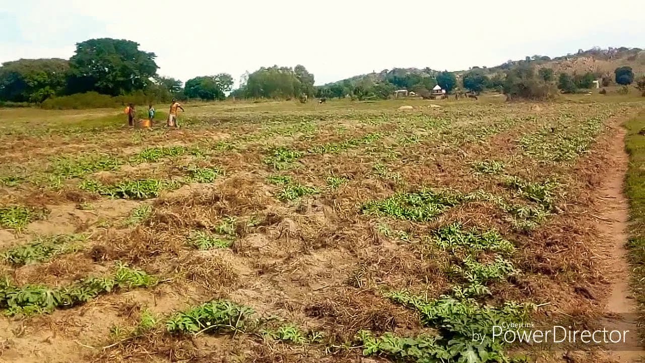 Kilimo cha tikiti-kwanini tunapata hasara?sehemu 1