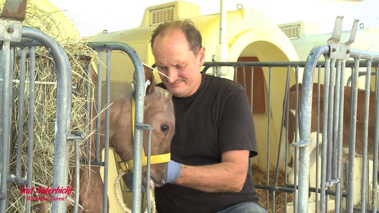 Pamplono, das haarlose Stierkalb!