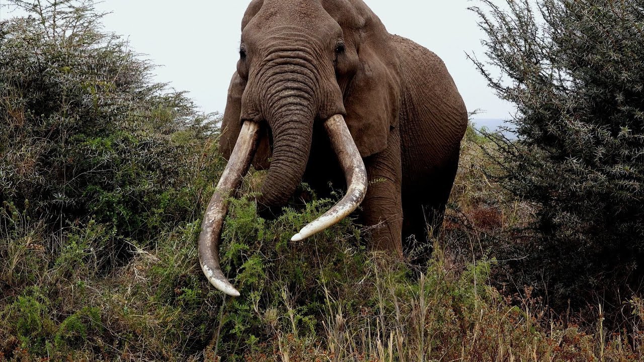 SALZIGER STAUB = 'Amboseli' / Kenya - 2025  (weisse Texte*) - DOK-Film - 132 Minuten !