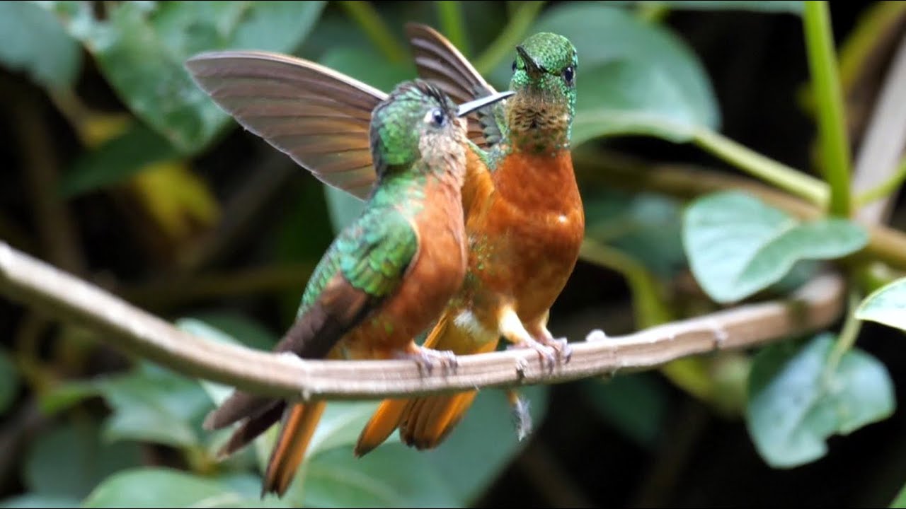 Birds of Ecuador: Hummingbirds