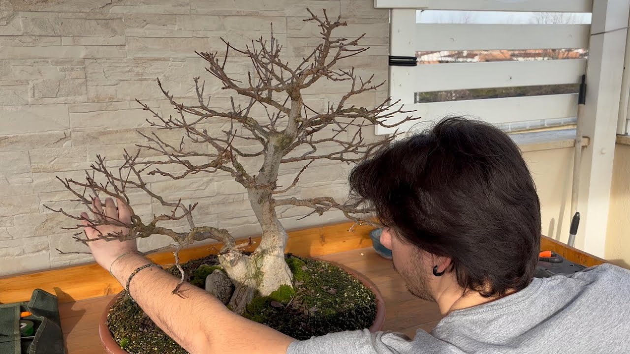 Come si POTA un BONSAI DI ACERO
