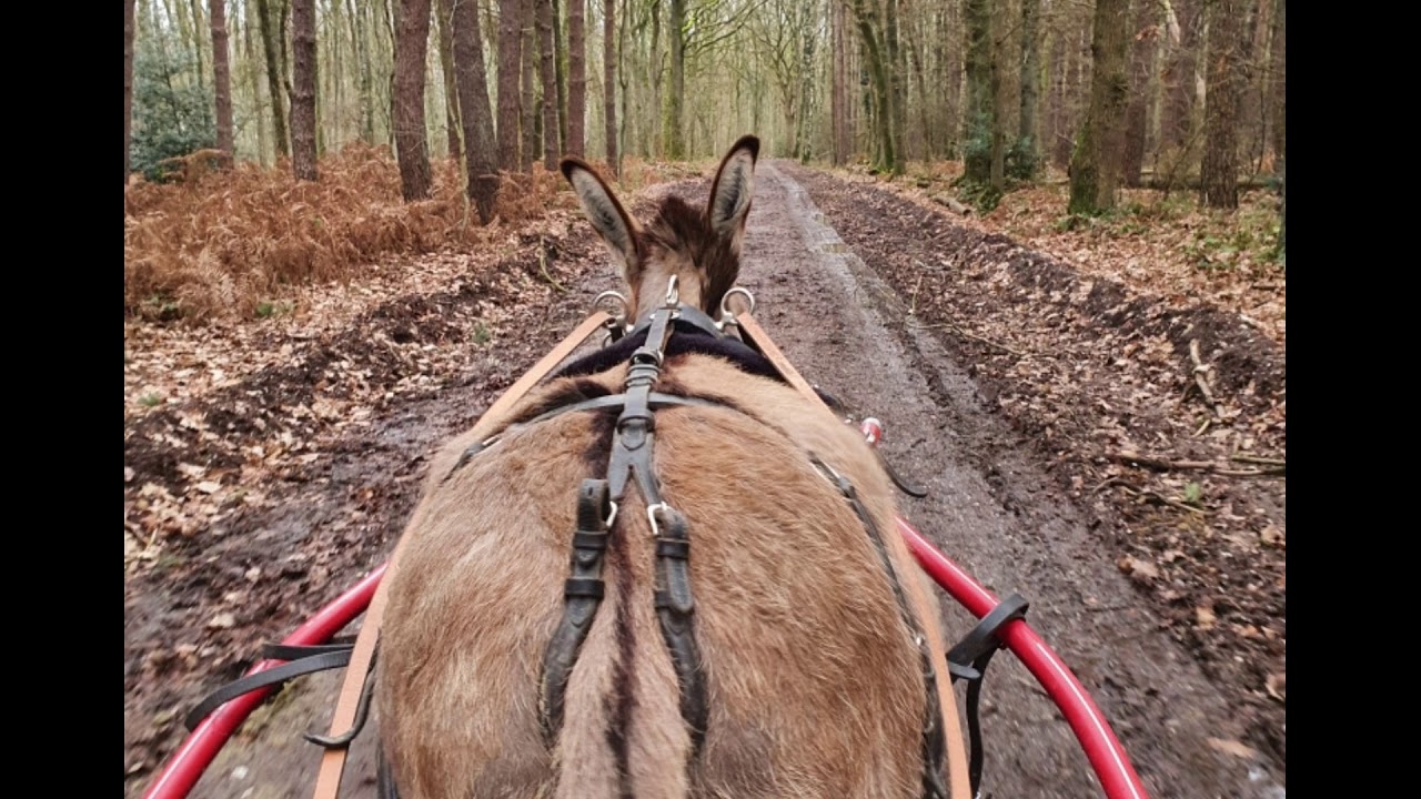 Unser Leben ist ein Ponyhof