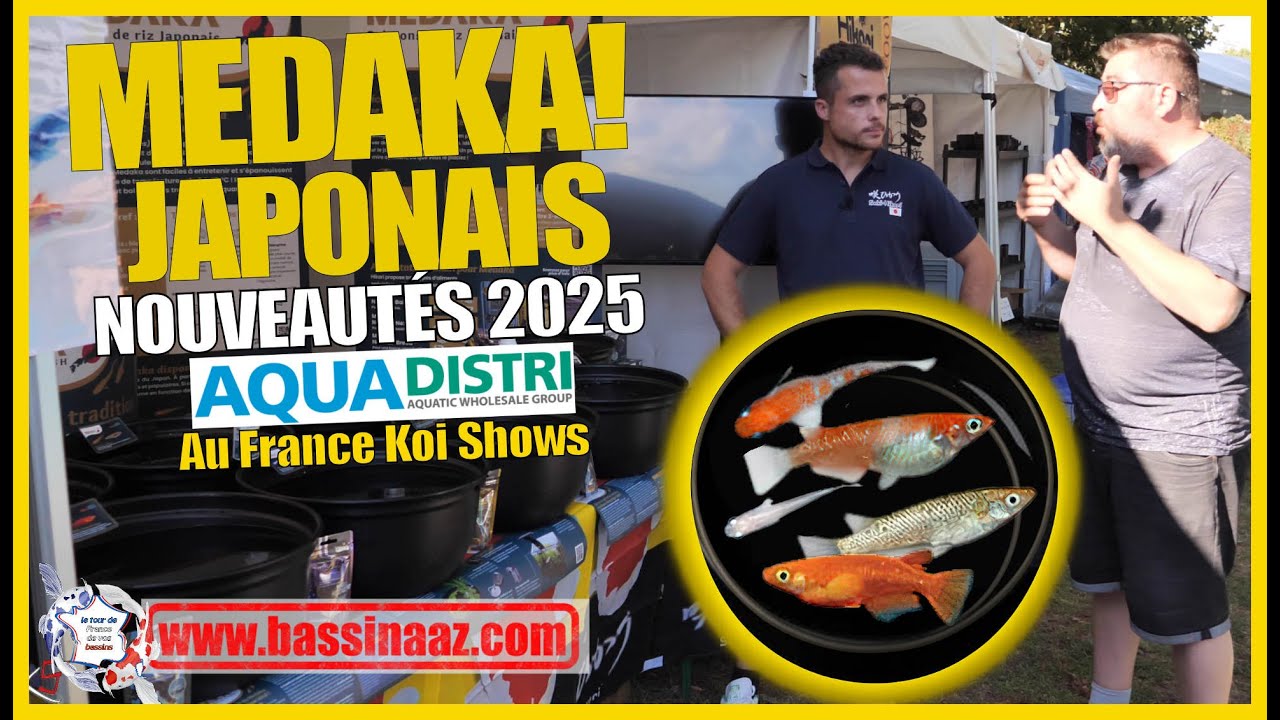 Medaka Japonais &ndash; Nouveaut&eacute; 2025 Aquadistri au France Koi Shows | Bassin de Jardin & Poissons