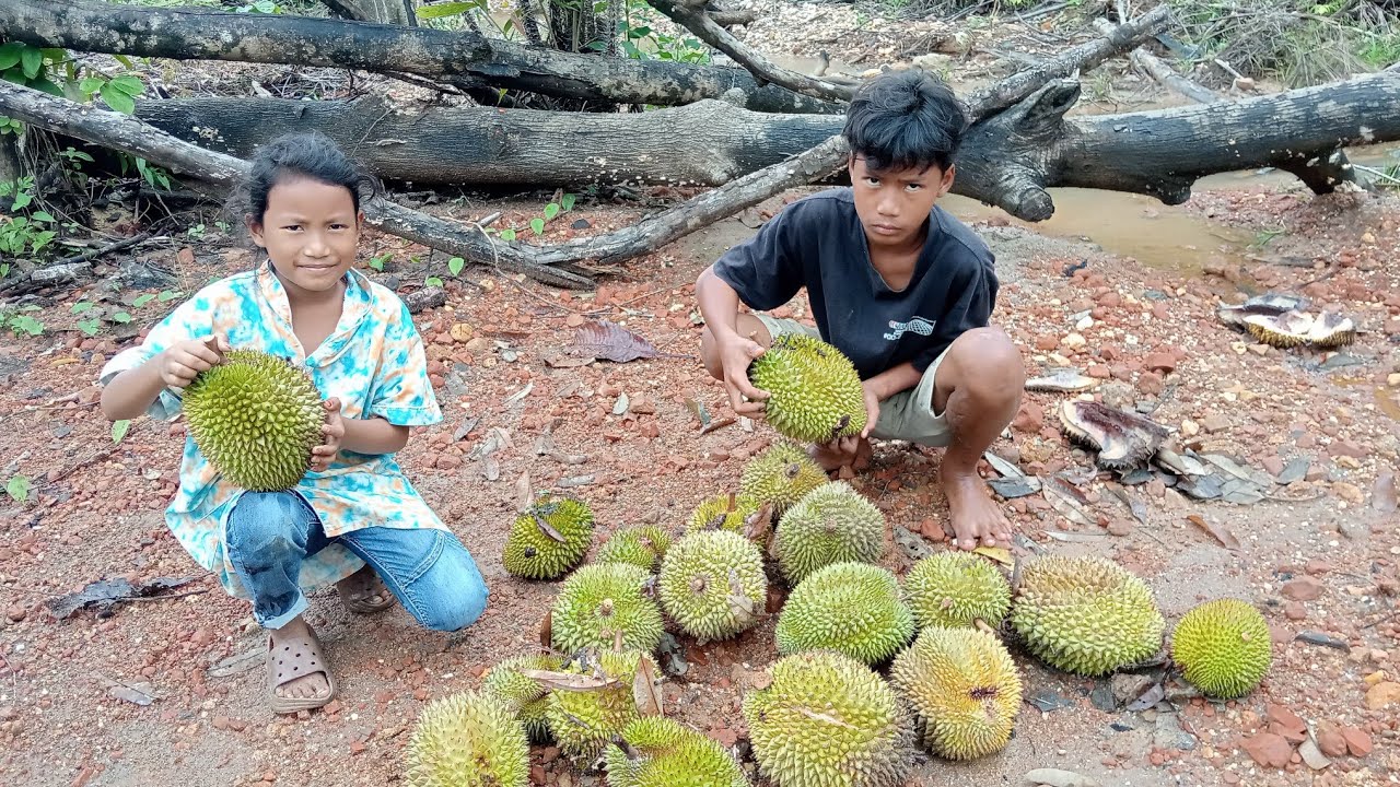 Wow dapat durian sebanyak ini disatu pohon‼️