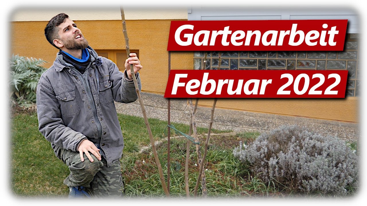 Gartenarbeit Februar | Extremschnitt Feigenbaum, Marillen schneiden, PawPaw, Frühlingsblüher