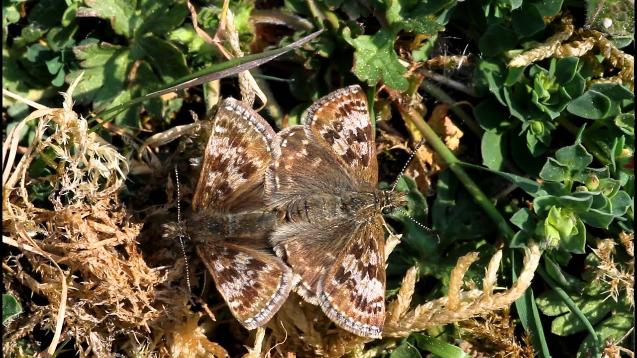 Dingy Skipper mating pair